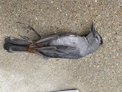 Dumetella carolinensis