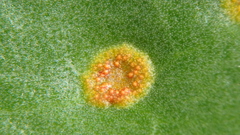 Uromyces limonii