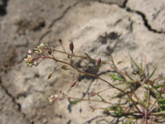 Hornungia procumbens