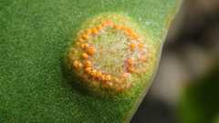Uromyces limonii