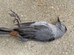 Dumetella carolinensis