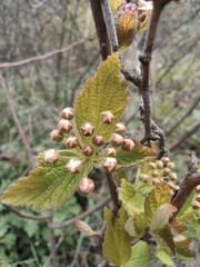 Spiraea salicifolia