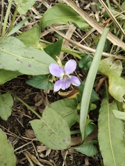 Viola collina