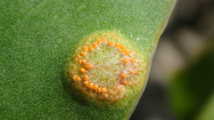 Uromyces limonii