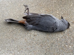 Dumetella carolinensis