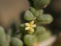 Traganum moquinii