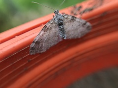 Lobophora