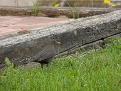 Turdus merula