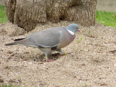 Columba palumbus