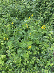 Chelidonium majus