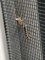 Siphlonurus alternatus