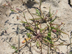 Hornungia procumbens