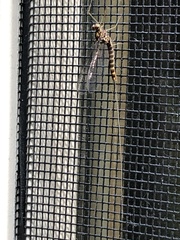 Siphlonurus alternatus