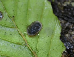 Ancylus fluviatilis