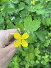 Chelidonium majus