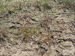 Hornungia procumbens