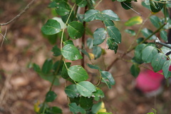 Breynia vitis-idaea
