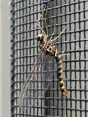 Siphlonurus alternatus