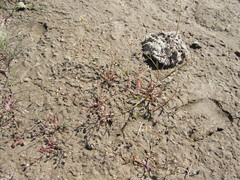 Hornungia procumbens
