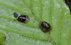 Ancylus fluviatilis