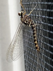 Siphlonurus alternatus