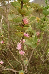 Hakea cucullata