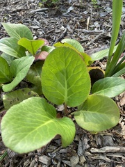 Bergenia