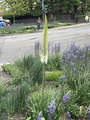 Eremurus robustus