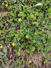 Potentilla reptans sericophylla