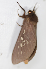 Oxycanus occidentalis