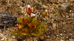 Drosera bulbosa