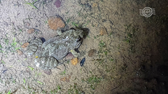 Crinia pseudinsignifera