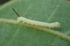 Marumba dyras