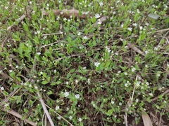 Stellaria alsine