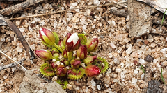 Drosera bulbosa