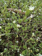 Stellaria alsine