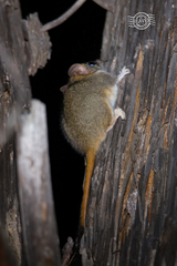 Phascogale calura