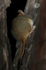Phascogale calura