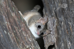 Phascogale calura