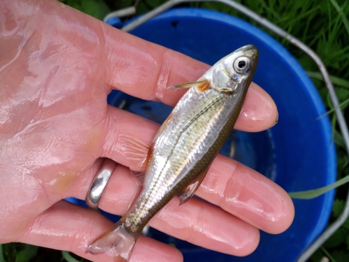 Spirlin (Alburnoides bipunctatus) — Cyprinidae — 2