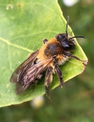 Andrena