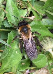 Andrena