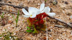 Drosera bulbosa