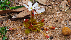 Drosera bulbosa
