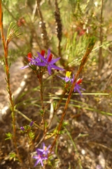 Calectasia