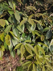 Quercus glauca