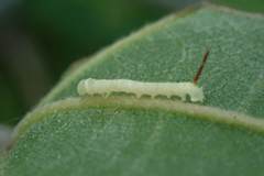 Marumba dyras