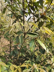 Quercus glauca