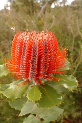 Banksia coccinea