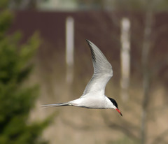 Sterna hirundo